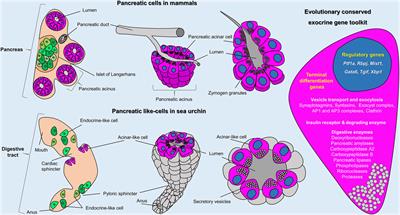 Integrating single cell transcriptomics and volume electron microscopy confirms the presence of pancreatic acinar-like cells in sea urchins